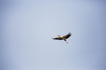stork flying in the sky