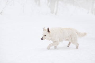 Obraz premium White swiss shepherd dog outside in winter snow.