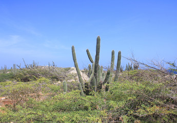 Natural landscape on Aruba