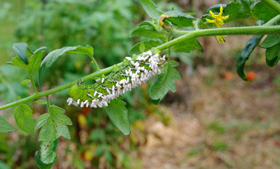 A Disabled Tomato / Tobacco Hornworm as host to parasitic braconid wasp eggs.  This horn worm is hanging upside down on a tomato plant stem. Green foliage and yellow tomato blossoms visible.