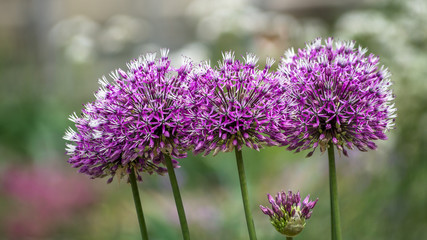 Fototapeta premium Zierlauch - Riesenlauch - Allium giganteum