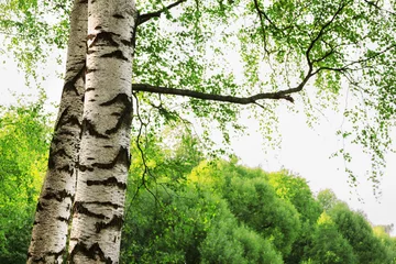 Zelfklevend Fotobehang summer in sunny birch forest © janbussan