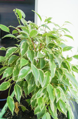 Ficus flower in green pot