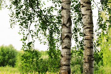 Fototapeta premium summer in sunny birch forest