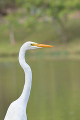 Upper part of an egret by the lake