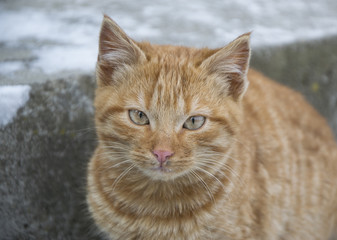Orange cat portrait