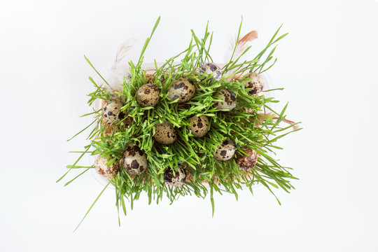 Easter holiday attributes sets. Quail eggs, green shoots sprouted wheat, feathers on white background. Easter holiday eco concept.