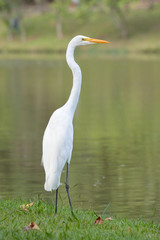 Big Egret by the lake