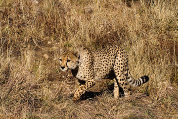 Namibia - Gepard beim Game Drive