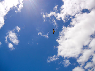 Bird in the sky - JAK-06