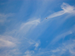 Bird in the sky