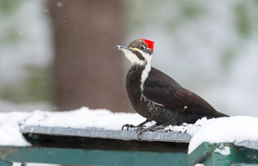 Pileated Woodpecker (Dryocopus pileatus).   Big black woodpecker with a red crown, lands on a feeding platform in a woodland snow flurry and looks around.