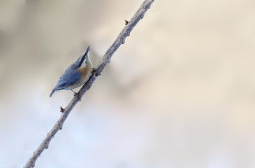 Nuthatch is conveniently located on a branch