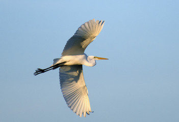 A great white egret, Ardea alba, flies with wings outstretched, against a blue sky