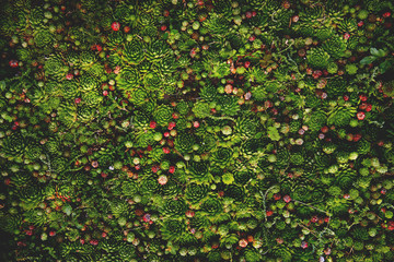 Succulent plant natural background in soft warm and dark colors with vintage mood. Bright and fresh organic plant wall. - 133568424