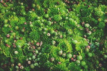 Succulent plant natural background in soft warm and dark colors with vintage mood. Bright and fresh organic plant wall. - 133568467