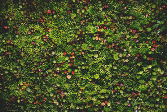 Succulent plant natural background in soft warm and dark colors with vintage mood. Bright and fresh organic plant wall.