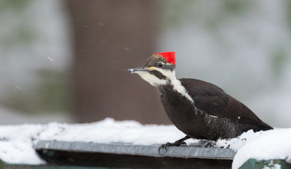 Pileated Woodpecker (Dryocopus pileatus).   Big black bird with red crown, lands on feeding platform, cranes his head and looks around.
