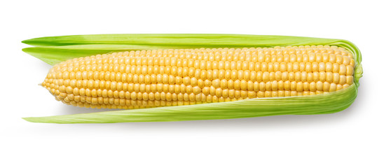 Ear of corn isolated on a white © Kornienko Alexandr