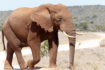 Bush Elephant walking on the dust road