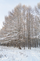 winter trees on snow
