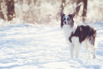 Border Collie im Schnee