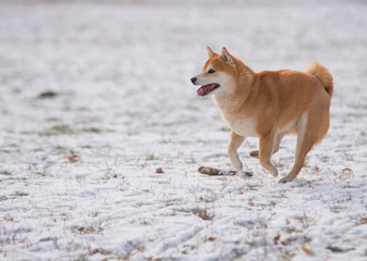 Red Shiba inu dog on the snow