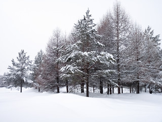Winter trees