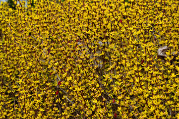 Berberis thunbergii Aurea