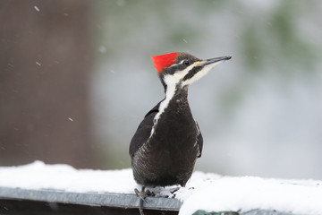 Pileated Woodpecker (Dryocopus pileatus).   Big black woodpecker with a red crown, lands on a feeding platform in a woodland snow flurry and looks around. - 133569650