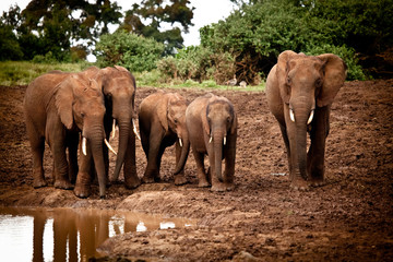African Elephant Family 