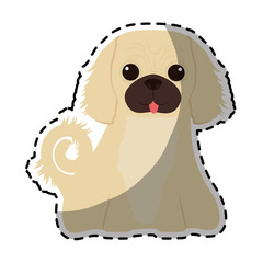 dog breed icon image vector illustration design 