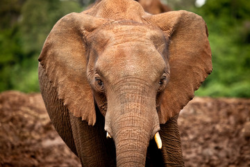 Plakat African Elephant 
