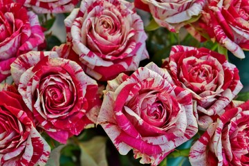 bouquet di rose variegate bianche e rosse