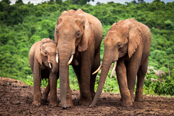 African Elephant Family © Jennifer