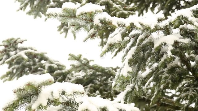 Schnee f&auml;llt auf Tanne im Winter