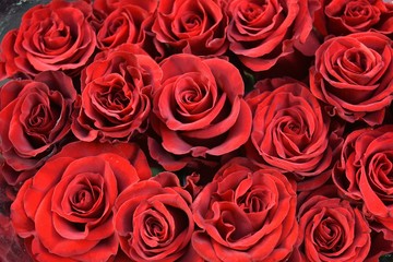 Naklejka premium bouquet di rose rosse