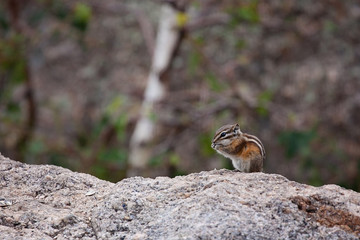 Chipmunk nibbling on a sunflower seed