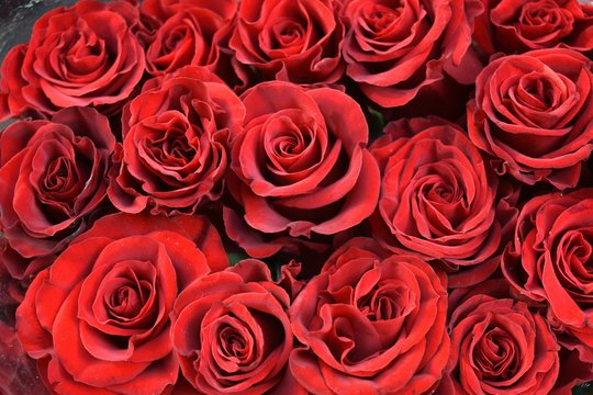 Rose Rosse" Images – Browse 254 Stock Photos, Vectors, and Video | Adobe  Stock