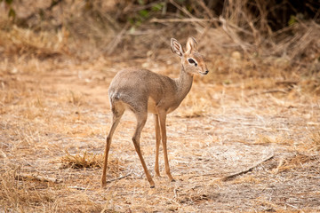 Dik Dik