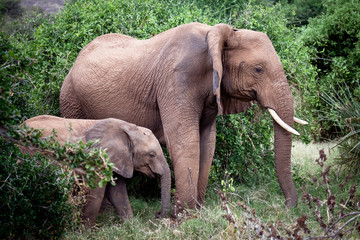 African Elephant Mom and Calf