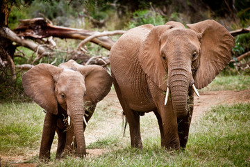 Fototapeta premium African Elephants
