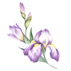 The composition of irises. Hand draw watercolor illustration. - 133570660