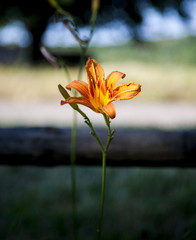 Yellow Flower