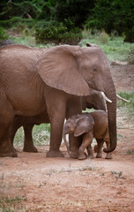 African Elephant Mom and Calf