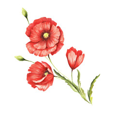 Bouquet with poppies. Hand draw watercolor illustration. - 133570681