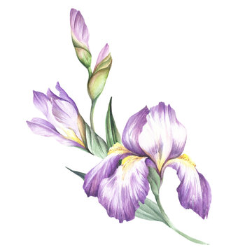 The composition of irises. Hand draw watercolor illustration.