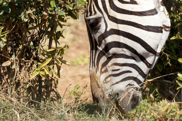 Zebra grabbing a piece of grass