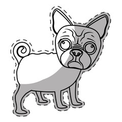 boston terrier dog breed icon image sticker vector illustration design 