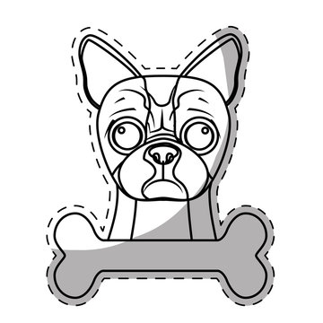 boston terrier dog breed emblem icon image sticker vector illustration design 